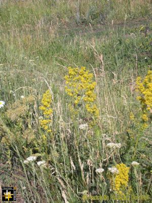 Roadside Flowers
Keywords: Jun15;Scenery