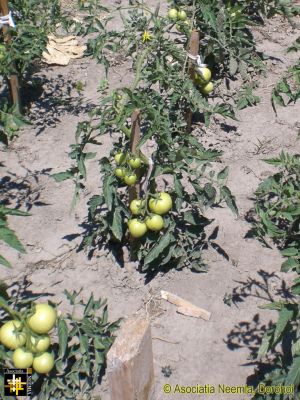 Tomatoes
Keywords: Jun15