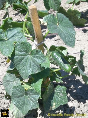 Cucumbers
Keywords: Jun15