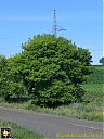 Filename=CIMG0749sw.jpg
Filesize=184KiB
Dimensions=768x1024
Date added=26/Jun/2015 CIMG0749sw.jpg