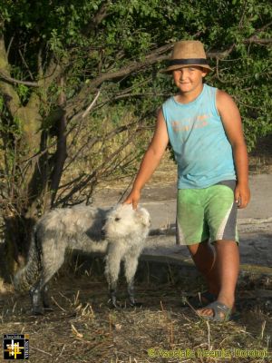 Shepherd Boy
Keywords: Jul15