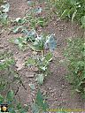 Filename=CIMG0869sw.jpg
Filesize=268KiB
Dimensions=768x1024
Date added=01/Aug/2015 CIMG0869sw.jpg