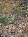 Filename=CIMG0872sw.jpg
Filesize=290KiB
Dimensions=768x1024
Date added=01/Aug/2015 CIMG0872sw.jpg