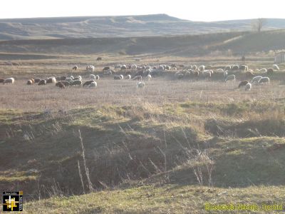 Sheep may safely graze
Keywords: Dec15;scenes