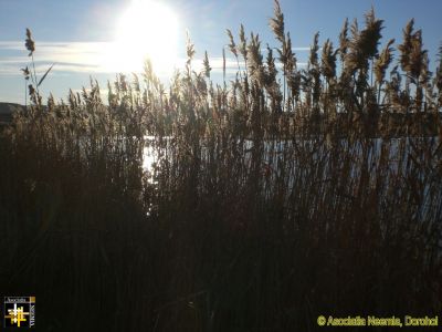 Sunset through the Stuff
"Stuff" is the Romanian word for bullrushes
Keywords: Dec15;scenery