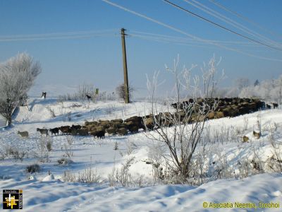 Winter Grazing
Keywords: Jan16;Scenes