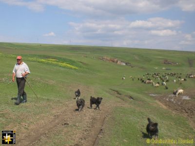 Lowland Shepherd and Flock
Keywords: Jun16;Juler.C