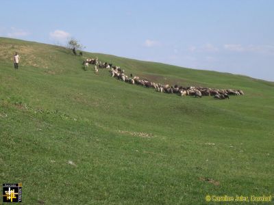 Lowland Shepherd and Flock
Keywords: Jun16;Juler.C