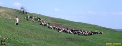 Lowland Shepherd and Flock
Keywords: Jun16;Juler.C