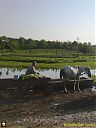 Filename=CIMG1904cw.jpg
Filesize=106KiB
Dimensions=768x1024
Date added=16/Jun/2016 CIMG1904cw.jpg