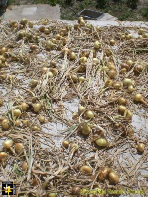 CasaNeemia - onions from the garden
These crops will be donated to families registered with Asociatia Neemia.
Keywords: Jul16;Casa.Neemia;pub1608a