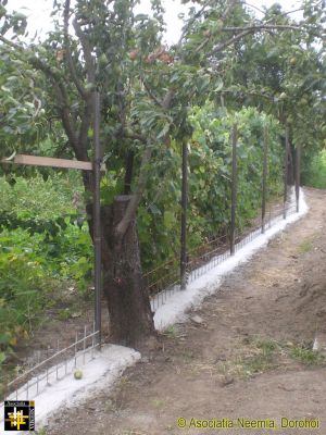 The pear tree lies exactly on the boundary line
Keywords: Jul16;Casa.Neemia