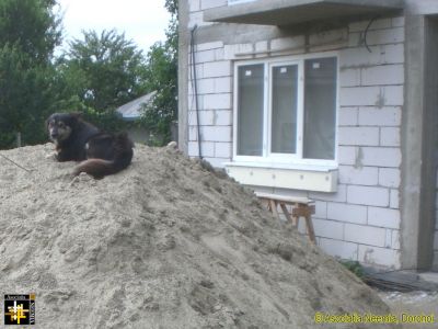 Costel's dog takes a commanding view
Keywords: Jul16;Casa.Neemia