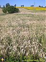 Filename=CIMG1984sw.jpg
Filesize=295KiB
Dimensions=768x1024
Date added=25/Jul/2016 CIMG1984sw.jpg