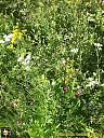 Filename=CIMG1985sw.jpg
Filesize=394KiB
Dimensions=768x1024
Date added=25/Jul/2016 CIMG1985sw.jpg