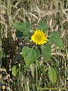 Filename=CIMG1988sw.jpg
Filesize=281KiB
Dimensions=768x1024
Date added=25/Jul/2016 CIMG1988sw.jpg