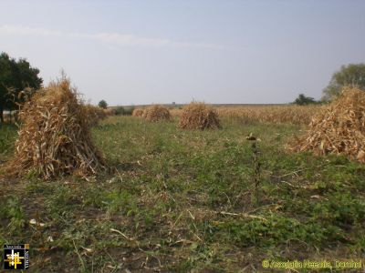 Maize crop at the AN warehouse
Keywords: Sep16