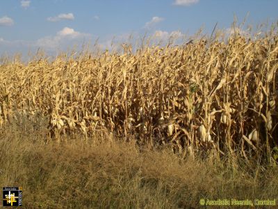 Dry Maize Crop
Keywords: Sep16;scenery