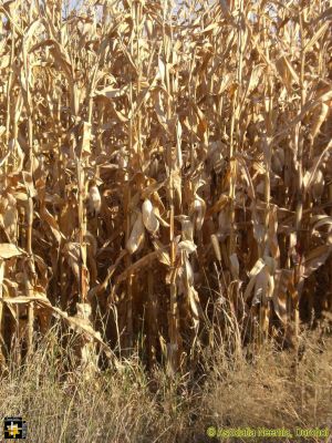 Dry Maize Crop
Keywords: Sep16