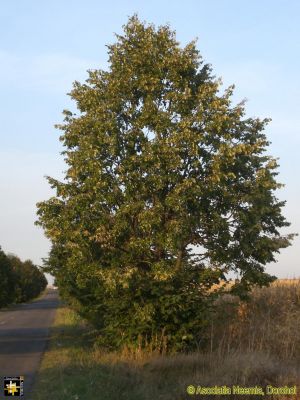 Tei Tree
Flowers from the lime trees are used to make a tasty natural brew.
Keywords: Sep16;scenery