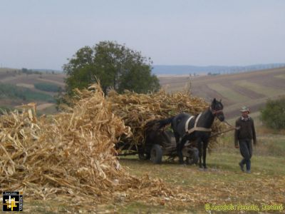 The Haywain [2]
It's maize, not hay, but you get the idea.
Keywords: Sep16;Fam-Horlaceni