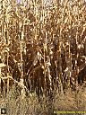 Filename=CIMG2219sw.jpg
Filesize=273KiB
Dimensions=768x1024
Date added=23/Sep/2016 CIMG2219sw.jpg