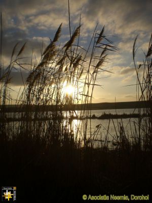 Bullrushes in the Sunset
Keywords: Nov16;scenery