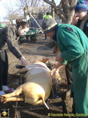 Winter Snack
Raw pig skin is very popular as a delicacy.
Keywords: jan17