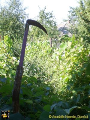 An Abandoned Vineyard
Keywords: jul17