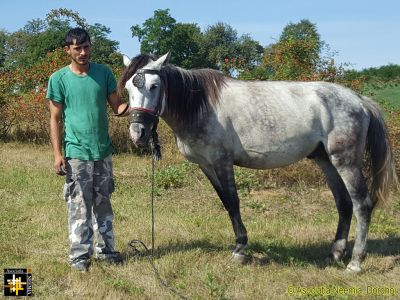 One Man and his Horse
Keywords: Sep17