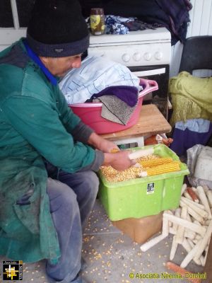 Stripping Maize
The maize will be milled for feed for the domestic flock and the dried cobs will be used for kindling next winter.
Keywords: Apr19;scenes