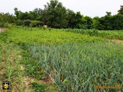 Vegetable Garden
Residents are encouraged to get involved with tending the vegetable garden and the polytunnel.
Keywords: jul19;pub1908a;pub1908a;casa.neemia