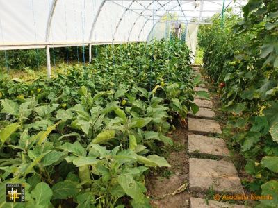 Polytunnel at Casa Neemia
Residents are learning how to grow vegetables for themselves
Keywords: jul19;pub1908a;pub1908a;casa.neemia