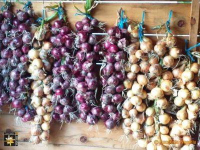 Know your Onions!
from the garden at Casa Neemia
Keywords: jul19;pub1908a;pub1908a;casa.neemia