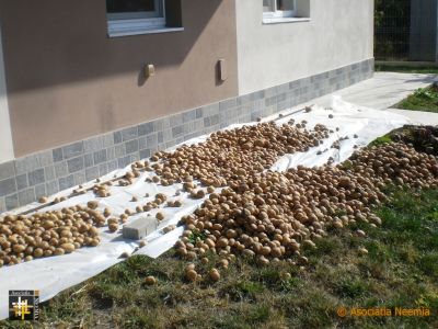 Garden Harvest at Casa Neemia
The potato crop was disappointing due to the lack of rain
Keywords: sep19;pub1910o;pub1910o