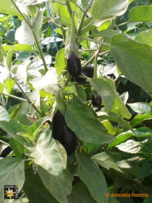 Garden Harvest at Casa Neemia
Aubergines were producing a good crop well into late September
Keywords: sep19;pub1910o