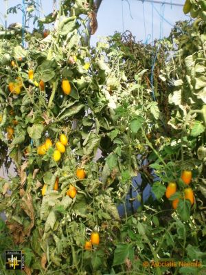 Garden Harvest at Casa Neemia
Experimental crop of sweet yellow tomatoes
Keywords: sep19;pub1910o;pub1910o