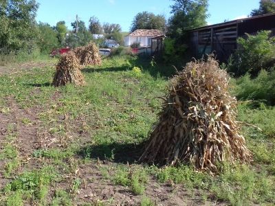 A Dry Harvest
Keywords: sep20