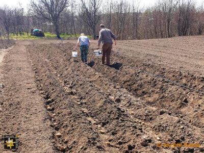 Planting potatoes
Preparing for new crops at Casa Neemia
Keywords: Apr21;casa.neemia