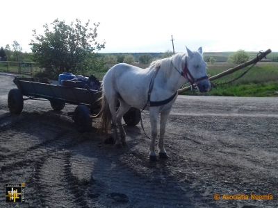 Patience
One or two horsepower is adequate for most rural small-holders.
Keywords: may21