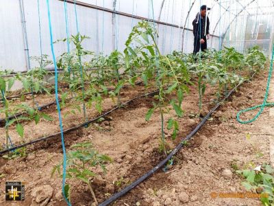 Casa Neemia
Tending the new plants in the poly-tunnel
Keywords: may21;casa.neemia;pub2106j