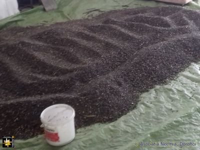 Sunflower Seeds
Seeds being dried prior to pressing for oil
Keywords: dec21