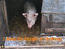Filename=CIMG3477-tsw.jpg
Filesize=331KiB
Dimensions=1024x768
Date added=28/Dec/2021 CIMG3477-tsw.jpg