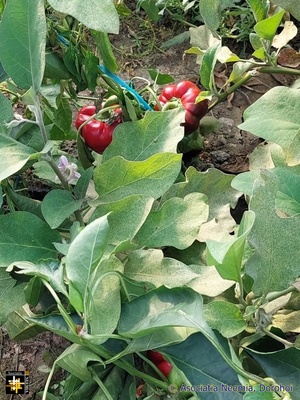 Polytunnel Produce
Keywords: Aug22