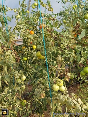 Polytunnel Produce
Keywords: Aug22;pub2209s