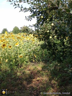 Sunflowers and Apples
Crops at the Warehouse
Keywords: aug25;CasaNeemia;pub2508a
