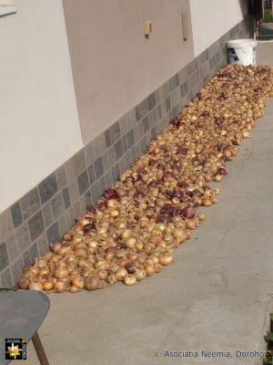Casa Neemia: onions
Home-grown at Casa Neemia
Keywords: aug25;CasaNeemia;pub2508a