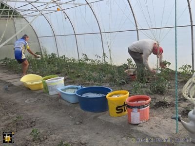 Caring for Vegetables in the Polytunnel
Keywords: jun26;pub2607j