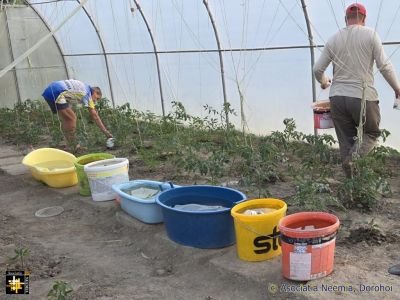 Caring for Vegetables in the Polytunnel
Keywords: jun26;pub2607j