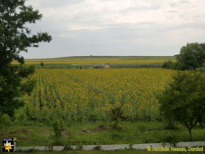 Sunflowers at the Warehouse
